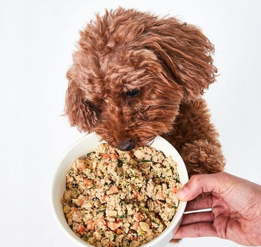 5 Benefits of Feeding Your Pet Frozen Raw Food (Updated)