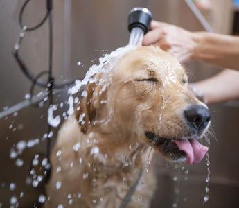 Dog bath grooming