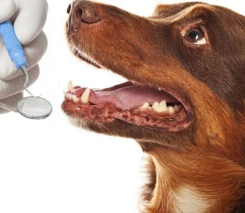 4 Benefits of Non-Anesthetic Dog Dental Cleaning (Available every Monday!)