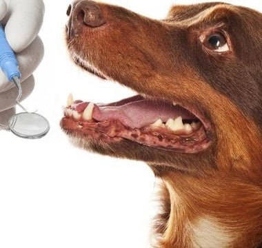 4 Benefits of Non-Anesthetic Dog Dental Cleaning (Available every Monday!)
