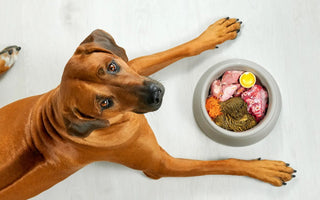 4 Benefits of Feeding your Pet High Quality Food (Why it Matters!)