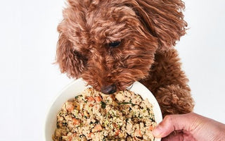 5 Benefits of Feeding Your Pet Frozen Raw Food (Updated)