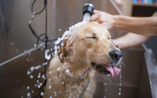 Dog bath grooming