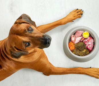4 Benefits of Feeding your Pet High Quality Food (Why it Matters!)